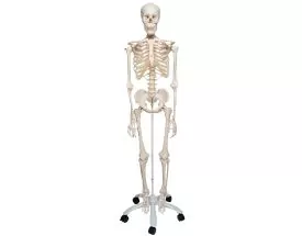Squelette corps humain classique de taille réelle - Mediprem
